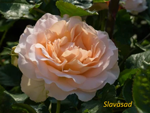 Sans Souci (Санс Сусі) (Мультифлора)